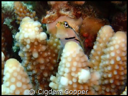 little cutie by Cigdem Cooper 